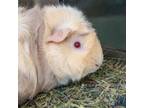 Adopt OPAL a Guinea Pig