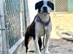 Adopt WILLOW a Pit Bull Terrier, Mixed Breed