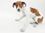 Adopt ROVER a Labrador Retriever, Beagle