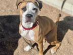 Adopt RILEY a Pit Bull Terrier