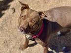 Adopt BELLS a Pit Bull Terrier