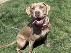 Adopt SWIFFER a Mastiff