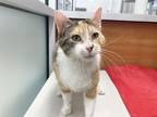 Adopt PIXIE a Domestic Short Hair