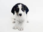 Adopt RIZZO a Labrador Retriever, Mixed Breed