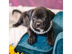 Adopt Joann Murphy a Pit Bull Terrier