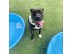 Adopt Charm a Pit Bull Terrier