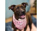 Adopt Charm a Pit Bull Terrier