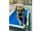 Adopt Cinnamon a Black Mouth Cur, German Shepherd Dog