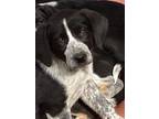 Adopt Snoopi a Bluetick Coonhound, Basset Hound