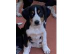 Adopt Goofy a Bluetick Coonhound, Basset Hound