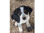 Adopt Astro a Bluetick Coonhound, Basset Hound