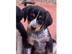 Adopt Courage a Bluetick Coonhound, Basset Hound