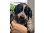 Adopt Droopy a Bluetick Coonhound, Basset Hound