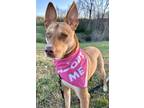 Adopt Natalee P4P a Shepherd, Hound