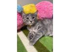 Adopt Catsey Cline a Domestic Short Hair