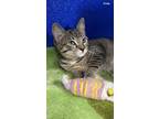 Adopt Kitney Spears a Domestic Short Hair