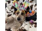 Adopt Sheshe a Cattle Dog, Jack Russell Terrier