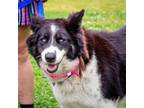 Adopt Susie a Border Collie, Husky