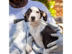 Adopt Francine a Labrador Retriever, Pointer