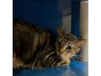 Adopt Nyla Hazel- 041627S a Domestic Short Hair