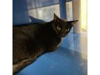 Adopt Wednesday- 041628S a Domestic Short Hair