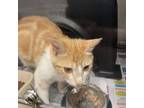 Adopt Honeybell- 041618S a Domestic Short Hair