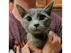 Adopt Junie- 041701S a Russian Blue