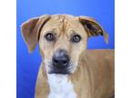 Adopt Gypsy- 041612S a Hound, Labrador Retriever