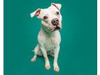 Adopt Marshmallow a Mixed Breed