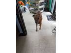 Adopt Jelly Bean a Labrador Retriever, Hound