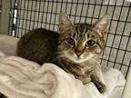 Adopt Sugarfoot a Domestic Short Hair