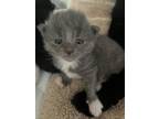 Adopt Phoebe a Domestic Medium Hair, Domestic Short Hair