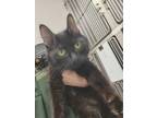 Adopt Birdie a Domestic Medium Hair, Domestic Short Hair