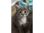 Adopt Sarah a Domestic Short Hair