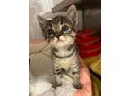 Adopt Snickerdoodle a Domestic Short Hair