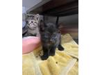 Adopt Macadamia Nut a Domestic Short Hair