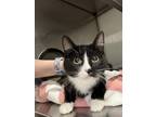 Adopt Dippin Dots a Domestic Long Hair, Domestic Short Hair