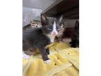 Adopt Kitten 3 a Domestic Short Hair