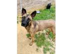 Adopt BISQUET a German Shepherd Dog