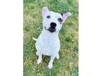 Adopt ABIGAIL a Australian Cattle Dog / Blue Heeler, Mixed Breed