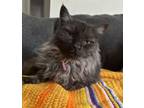 Adopt ISABELLA a Domestic Long Hair