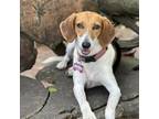 Adopt Savvy a Hound