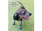 Adopt Gemma a Pit Bull Terrier