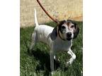 Adopt Claire a Beagle