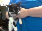 Adopt PICKLES a Domestic Short Hair