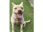 Adopt BUTTERCUP a Labrador Retriever, Carolina Dog