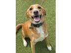 Adopt HILEY a Golden Retriever, Mixed Breed