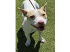 Adopt BABY GIRL a Pit Bull Terrier, Parson Russell Terrier