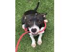 Adopt TAFFY a Pit Bull Terrier