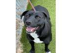 Adopt NOVA a Labrador Retriever, Mixed Breed